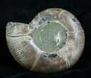 Cut & Polished Desmoceras Ammonite (Half) - #6328-1